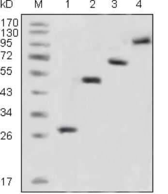 Western Blot: GFP Antibody (4B10B2) - Azide and BSA Free [NBP2-80750] - Analysis using GFP mouse mAb against recombinant GFP fusion protein (1) and various recombinant fusion protein with GFP tag (2, 3, 4). Image from the standard format of this antibody.