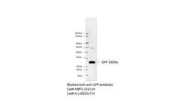 Western Blot: GFP Antibody (4B10B2) - Azide and BSA Free [NBP2-80750] - Expression of GFP in HEK293T cells. This image was submitted via customer Review. Image using the HRP form of this antibody. Image from the standard format of this antibody.
