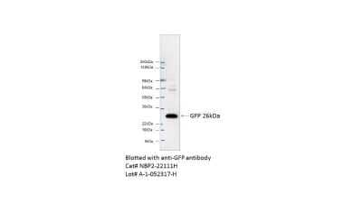 Western Blot: GFP Antibody (4B10B2) [HRP] [NBP2-22111H] - Expression of GFP in HEK293T cells. This image was submitted via customer Review.