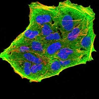 Immunocytochemistry/Immunofluorescence: GFPT1 Antibody (1F1A4) [NBP2-52472] - Immunofluorescence analysis of Hela cells using GFPT1 mouse mAb (green). Blue: DRAQ5 fluorescent DNA dye. Red: Actin filaments have been labeled with Alexa Fluor- 555 phalloidin.