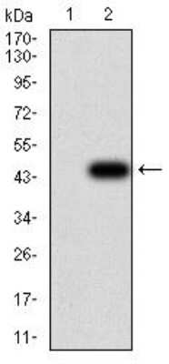 Western Blot: GFPT1 Antibody (1F1A4) [NBP2-52472] - Analysis using GFPT1 mAb against HEK293 (1) and GFPT1 (AA: 536-681)-hIgGFc transfected HEK293 (2) cell lysate.