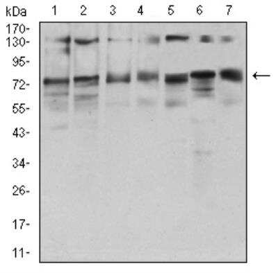 Western Blot: GFPT1 Antibody (1F1A4) [NBP2-52472] - Analysis using GFPT1 mouse mAb against HepG2 (1), HEK293 (2), BEL-7402 (3), SMMC-7721 (4), SK-MES-1 (5), C6 (6), and COS7 (7) cell lysate.