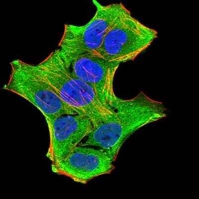 Immunocytochemistry/Immunofluorescence: GFPT1 Antibody (1F1B9) [NBP2-52474] - Immunofluorescence analysis of Hela cells using GFPT1 mouse mAb (green). Blue: DRAQ5 fluorescent DNA dye. Red: Actin filaments have been labeled with Alexa Fluor- 555 phalloidin.