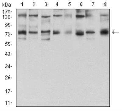 Western Blot: GFPT1 Antibody (1F1B9) [NBP2-52474] - Analysis using GFPT1 mouse mAb against Hela (1), HepG2 (2), HEK293 (3), BEL-7402 (4), SMMC-7721 (5), SK-MES-1 (6), C6 (7), and COS7 (8) cell lysate.