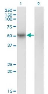 Western Blot: GFR alpha-1/GDNF R alpha-1 Antibody (3D8) [H00002674-M11] - Analysis of GFRA1 expression in transfected 293T cell line by GFRA1 monoclonal antibody (M11), clone 3D8. Lane 1: GFRA1 transfected lysatE (50.8 KDa). Lane 2: Non-transfected lysate.