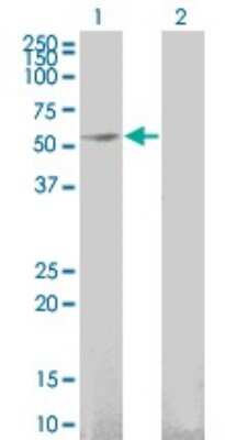 Western Blot: GFR alpha-1/GDNF R alpha-1 Antibody (3E4) [H00002674-M03] - Analysis of GFRA1 expression in transfected 293T cell line by GFRA1 monoclonal antibody (M03), clone 3E4. Lane 1: GFRA1 transfected lysatE (50.8 KDa). Lane 2: Non-transfected lysate.