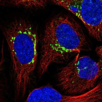 Immunocytochemistry/Immunofluorescence: GFR alpha-1/GDNF R alpha-1 Antibody [NBP2-14045] - Immunofluorescent staining of human cell line U-2 OS shows localization to the Golgi apparatus.