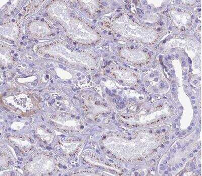 Immunohistochemistry-Paraffin: GFR alpha-1/GDNF R alpha-1 Antibody [NBP2-14045] - Staining of human kidney shows weak granular cytoplasmic positivity in cells in tubules.