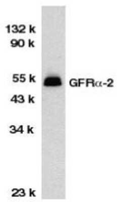 Western Blot: GFR alpha-2/GDNF R alpha-2 Antibody [NBP1-77042] - HeLa total cell lysate with GDNF Receptor  alpha 2 antibody at 1:1000 dilution.