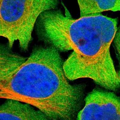 Immunocytochemistry/Immunofluorescence: GFR alpha-3/GDNF R alpha-3 Antibody [NBP1-89774] - Staining of human cell line U-2 OS shows localization to plasma membrane & cytosol. Antibody staining is shown in green.
