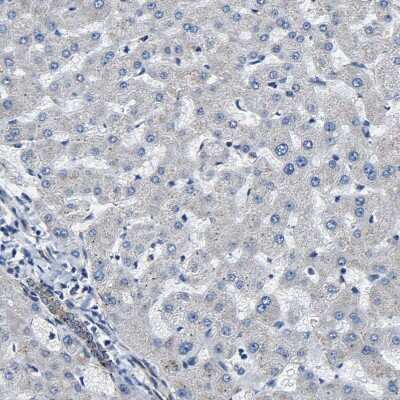 Immunohistochemistry-Paraffin: GFR alpha-3/GDNF R alpha-3 Antibody [NBP1-89774] - Staining of human liver shows no positivity in hepatocytes as expected.