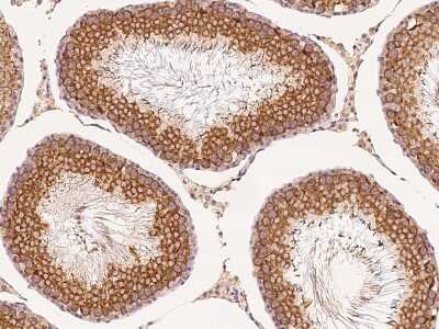 Immunohistochemistry-Paraffin: GFR alpha-3/GDNF R alpha-3 Antibody [NBP2-99437] - Immunochemical staining GFR alpha-3/GDNF R alpha-3 in rat testis with rabbit polyclonal antibody at 1:500 dilution, formalin-fixed paraffin embedded sections.