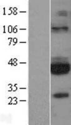 Western Blot GFR alpha-3/GDNF R alpha-3 Overexpression Lysate