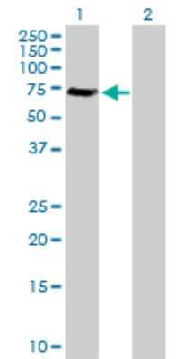 Western Blot: GGA1 Antibody [H00026088-D01P] - Analysis of GGA1 expression in transfected 293T cell line by GGA1 polyclonal antibody.Lane 1: GGA1 transfected lysate(61.40 KDa).Lane 2: Non-transfected lysate.