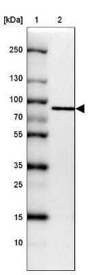 Western Blot: GGA1 Antibody [NBP2-14048] - Lane 1: Marker  [kDa] 250, 130, 100, 70, 55, 35, 25, 15, 10.  Lane 2: HEK 293