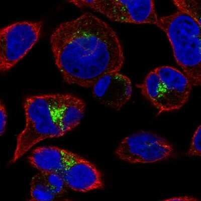 Immunocytochemistry/Immunofluorescence: GGA2 Antibody [NBP2-57436] - Staining of human cell line RH-30 shows localization to the Golgi apparatus.