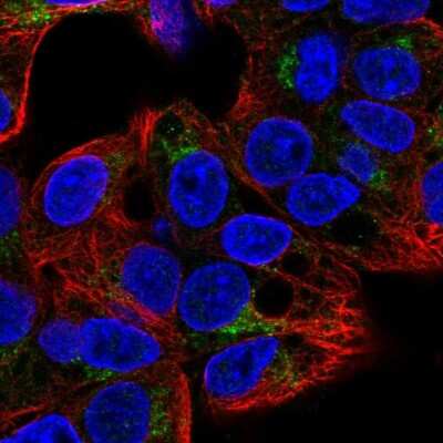 Immunocytochemistry/Immunofluorescence: GGA2 Antibody [NBP2-58645] - Staining of human cell line Hep G2 shows localization to the Golgi apparatus.