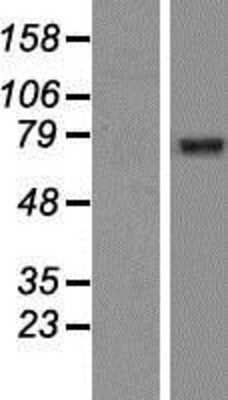 Western Blot GGA2 Overexpression Lysate