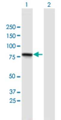Western Blot GGN Antibody - Azide and BSA Free