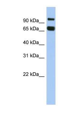Western Blot GGN Antibody - BSA Free