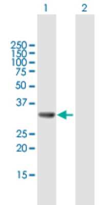 Western Blot: GGPS1 Antibody [H00009453-B01P] - Analysis of GGPS1 expression in transfected 293T cell line by GGPS1 polyclonal antibody.  Lane 1: GGPS1 transfected lysate(33 KDa). Lane 2: Non-transfected lysate.