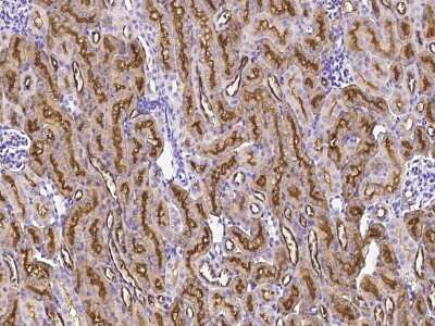 Immunohistochemistry-Paraffin: GGT1 Antibody [NBP2-98975] - Immunochemical staining GGT1 in human kidney with rabbit polyclonal antibody (1:1000, formalin-fixed paraffin embedded sections).