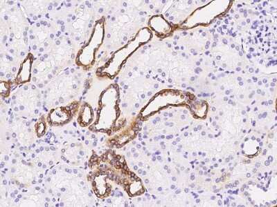 Immunohistochemistry-Paraffin: GGT1 Antibody [NBP2-98975] - Immunochemical staining GGT1 in mouse kidney with rabbit polyclonal antibody (1:1000, formalin-fixed paraffin embedded sections).