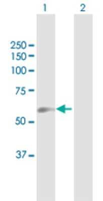 Western Blot: GGT5 Antibody [H00002687-B01P] - Analysis of GGT5 expression in transfected 293T cell line by GGT5 polyclonal antibody.  Lane 1: GGTLA1 transfected lysate(64.57 KDa). Lane 2: Non-transfected lysate.