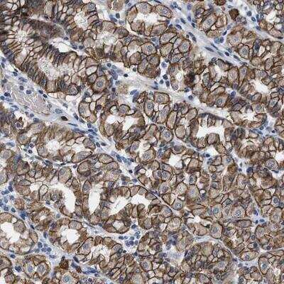 Immunohistochemistry-Paraffin: GHITM Antibody [NBP1-84269] - Staining of human stomach shows strong membranous positivity in glandular cells.