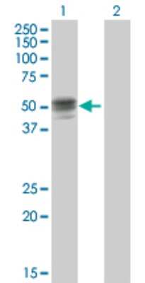 Western Blot: GIF Antibody [H00002694-B01P] - Analysis of GIF expression in transfected 293T cell line by GIF polyclonal antibody.  Lane 1: GIF transfected lysate(45.87 KDa). Lane 2: Non-transfected lysate.