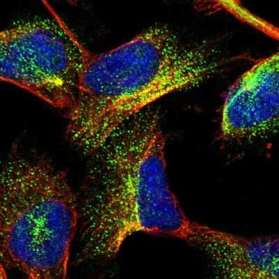 Immunocytochemistry/ Immunofluorescence GIGYF1 Antibody