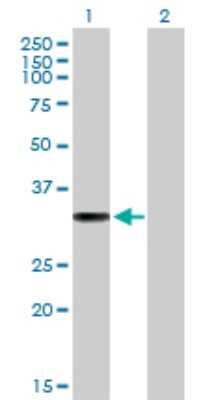 Western Blot: GILT/IFI30 Antibody [H00010437-B01P] - Analysis of IFI30 expression in transfected 293T cell line by IFI30 polyclonal antibody.  Lane 1: IFI30 transfected lysate(27.5 KDa). Lane 2: Non-transfected lysate.