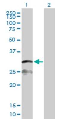 Western Blot: GILT/IFI30 Antibody [H00010437-D01P] - Analysis of IFI30 expression in transfected 293T cell line by IFI30 polyclonal antibody.Lane 1: IFI30 transfected lysate(28.00 KDa).Lane 2: Non-transfected lysate.