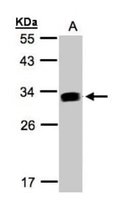 Western Blot: GILT/IFI30 Antibody [NBP1-32466] - Sample(30 ug whole cell lysate)A:Raji  12% SDS PAGE, antibody diluted at 1:1000.