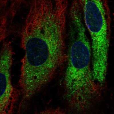 Immunocytochemistry/ Immunofluorescence GIMAP1 Antibody - BSA Free