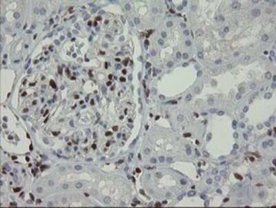 Immunohistochemistry: GIMAP4 Antibody (OTI1A11) - Azide and BSA Free [NBP2-71996] - Analysis of Human Kidney tissue.