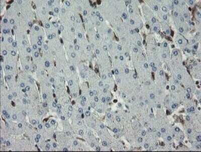 Immunohistochemistry: GIMAP4 Antibody (OTI1A11) - Azide and BSA Free [NBP2-71996] - Analysis of Human liver tissue within the normal limits using GIMAP4 mouse monoclonal antibody.