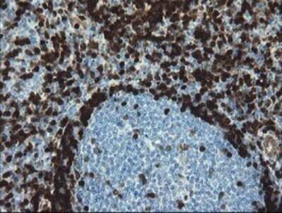 Immunohistochemistry: GIMAP4 Antibody (OTI1A11) - Azide and BSA Free [NBP2-71996] - Analysis of Human tonsil tissue.