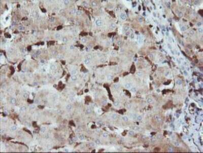 Immunohistochemistry: GIMAP4 Antibody (OTI1C6) - Azide and BSA Free [NBP2-71997] - Staining of paraffin-embedded Human liver tissue using anti-GIMAP4 mouse monoclonal antibody.