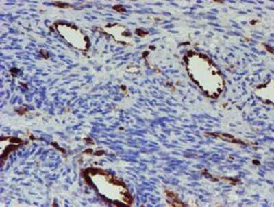 Immunohistochemistry: GIMAP4 Antibody (OTI1C6) - Azide and BSA Free [NBP2-71997] - Staining of paraffin-embedded Human Ovary tissue using anti-GIMAP4 mouse monoclonal antibody.