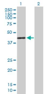 Western Blot: GIMAP4 Antibody [H00055303-B01P] - Analysis of GIMAP4 expression in transfected 293T cell line by GIMAP4 polyclonal antibody.  Lane 1: GIMAP4 transfected lysate(36.19 KDa). Lane 2: Non-transfected lysate.