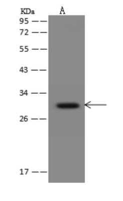 Western Blot: GIMAP6 Antibody [NBP3-06038] - Anti-GIMAP6 rabbit polyclonal antibody at 1:500 dilution Lane A: THP-1 Whole Cell Lysate Lysates/proteins at 30 ug per lane. Secondary: Goat Anti-Rabbit IgG (H+L)HRP at 110000 dilution. Developed using the ECL technique. Performed under reducing conditions. Predicted band size:33 kDa