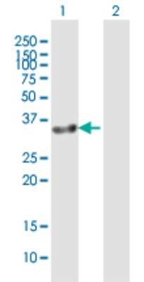 Western Blot: GIMAP7 Antibody [H00168537-B01P] - Analysis of GIMAP7 expression in transfected 293T cell line by GIMAP7 polyclonal antibody.  Lane 1: GIMAP7 transfected lysate(33 KDa). Lane 2: Non-transfected lysate.