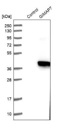 Western Blot: GIMAP7 Antibody [NBP1-81625] - Analysis in control (vector only transfected HEK293T lysate) and GIMAP7 over-expression lysate (Co-expressed with a C-terminal myc-DDK tag (3.1 kDa) in mammalian HEK293T cells).