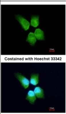 Immunocytochemistry/ Immunofluorescence GINS4 Antibody