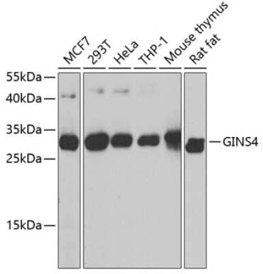 Western Blot: GINS4 Antibody [NBP3-04390] - Analysis of extracts of various cell lines, using GINS4 antibody at 1:1000 dilution. Secondary antibody: HRP Goat Anti-Rabbit IgG (H+L) at 1:10000 dilution. Lysates/proteins: 25ug per lane. Blocking buffer: 3% nonfat dry milk in TBST. Detection: ECL Basic Kit