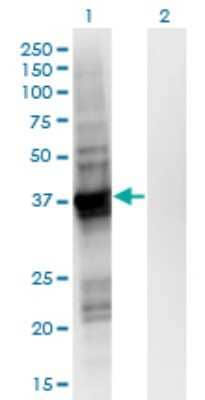 Western Blot: GIPC2 Antibody (4H8) [H00054810-M02] - Analysis of GIPC2 expression in transfected 293T cell line by GIPC2 monoclonal antibody (M02), clone 4H8.Lane 1: GIPC2 transfected lysate (Predicted MW: 34.3 KDa).Lane 2: Non-transfected lysate.