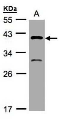 Western Blot GIPC3 Antibody - BSA Free