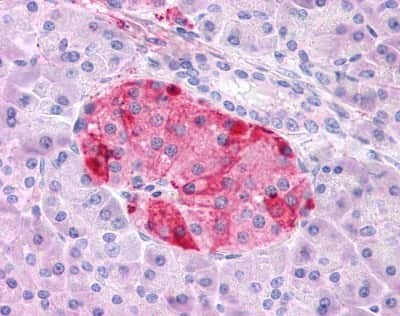 Immunohistochemistry-Paraffin: GIPR Antibody [NLS1250] - Analysis of anti-GIPR antibody with human pancreas.