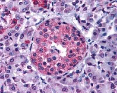 Immunohistochemistry-Paraffin: GIPR Antibody [NLS3840] - Analysis of anti-GIPR / GIP Receptor antibody with pancreas.